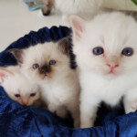 Hankatt SBI e: Bajas the Cool One
Hankatt SBI d: Baltazar Blanche
Hunkatt SBI n: Blue Eyed Safir
